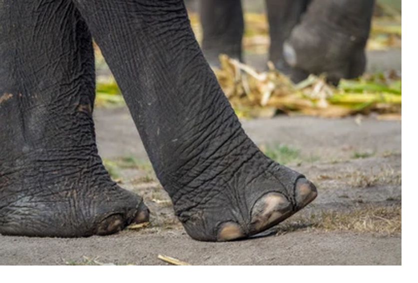Elephants foot 4 whitepng