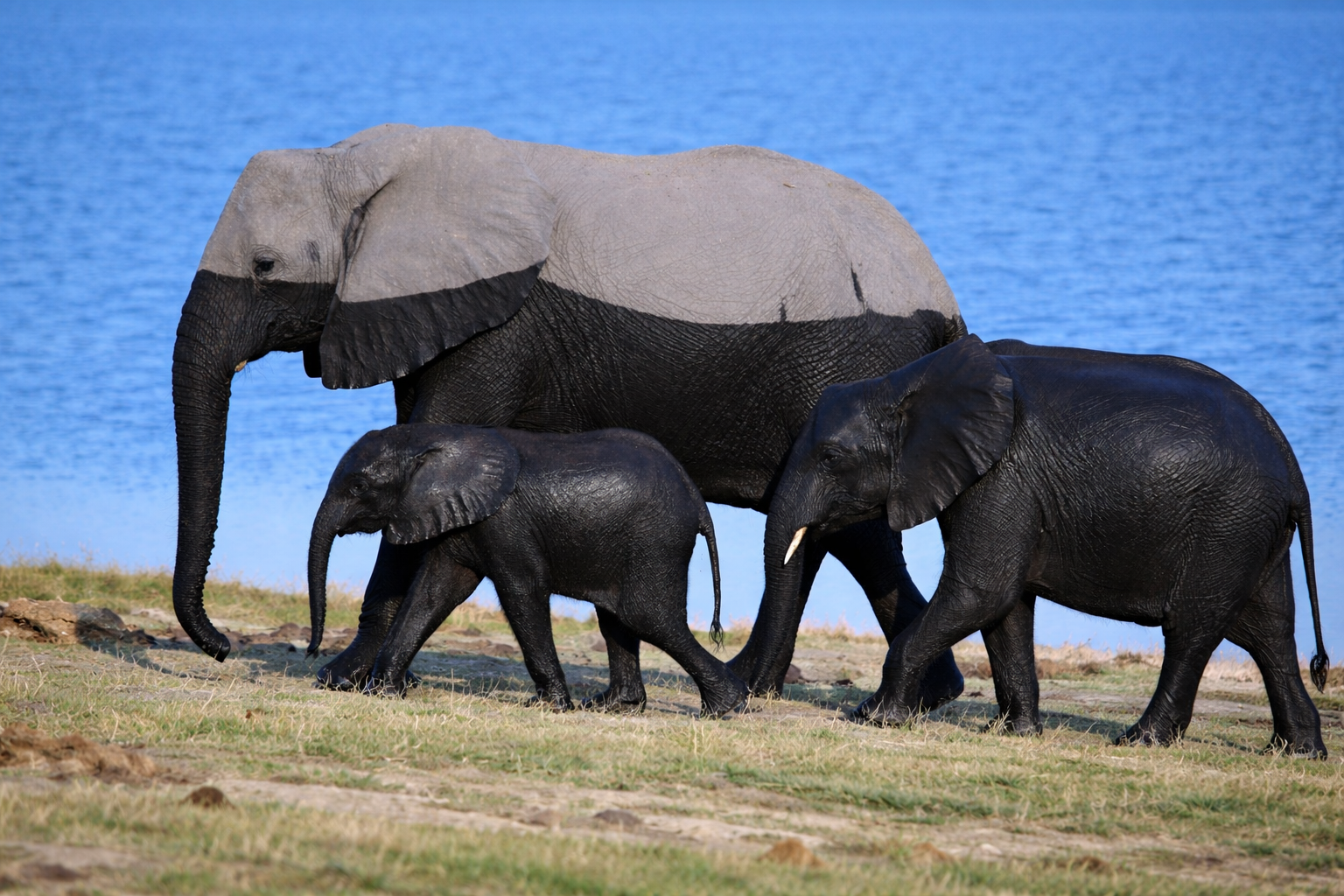Dusty elephant family