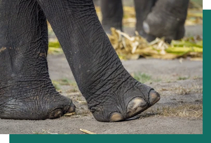 Elephants foot 4 Elephants foot 4