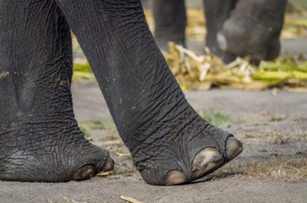Elephants foot reg Elephants foot reg