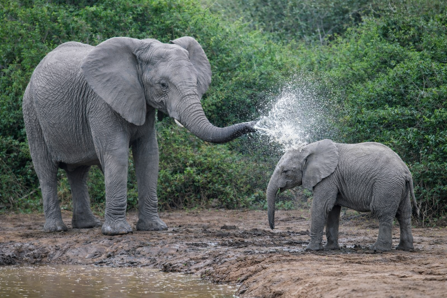 Water spray elephants